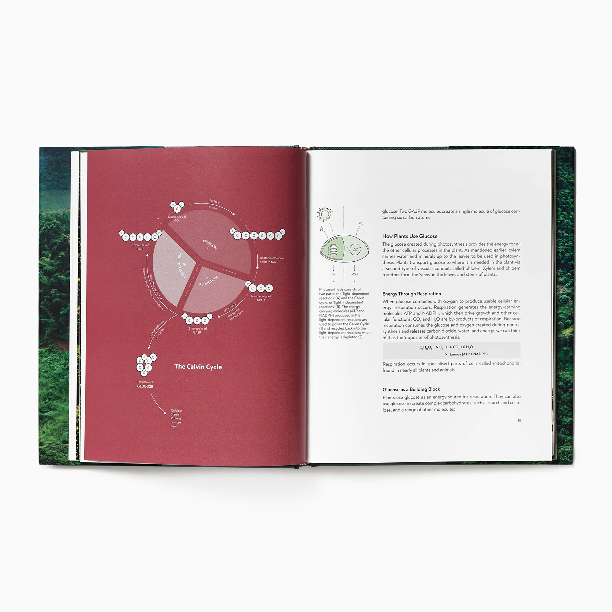 Terrior: Coffee From Seed To Harvest - Image 3